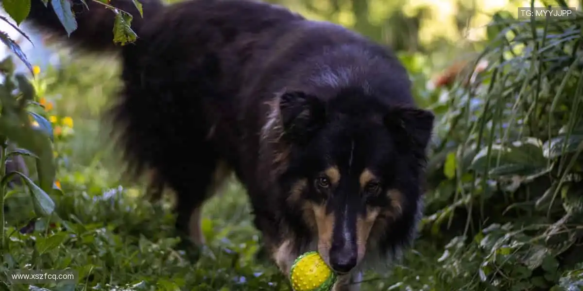📱随时随地，高清流畅，把赛场装进口袋！